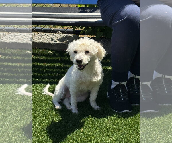 Medium Photo #1 Mutt Puppy For Sale in Perth Amboy, NJ, USA