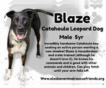 Small #1 American Pit Bull Terrier-Catahoula Leopard Dog Mix