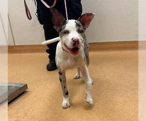 Catahoula Leopard Dog-Unknown Mix Dogs for adoption in Martinez, CA, USA