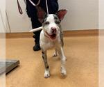 DIPPIN DOT - Female Catahoula Leopard Dog-Unknown Mix Dog for Adoption - Small photo