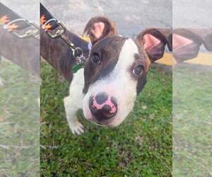 Gator - Male Mutt Dog for Adoption - Photo #3