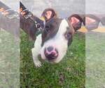 Small Photo #3 Mutt Puppy For Sale in Pompano Beach , FL, USA