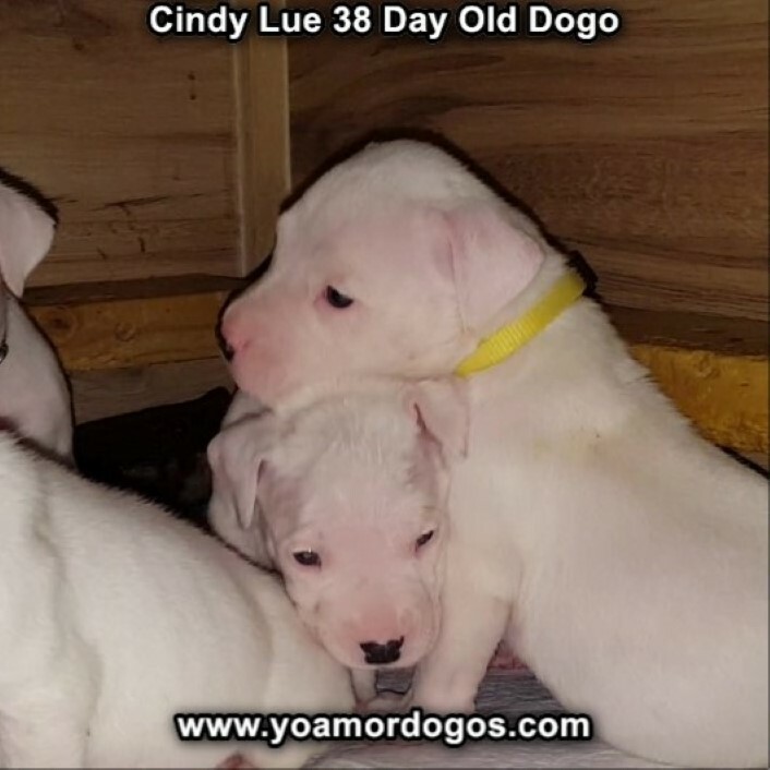 Medium Photo #61 Dogo Argentino Puppy For Sale in PINEVILLE, MO, USA