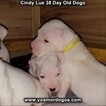 Small Photo #61 Dogo Argentino Puppy For Sale in PINEVILLE, MO, USA