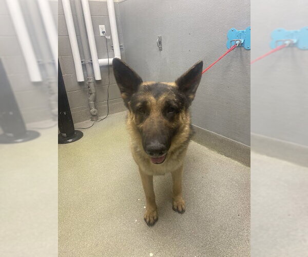 Medium Photo #1 German Shepherd Dog-Unknown Mix Puppy For Sale in Las Vegas, NV, USA