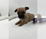 Small Photo #15 Chorkie Puppy For Sale in SAINT AUGUSTINE, FL, USA