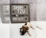 Small Photo #29 Shih Tzu Puppy For Sale in NEW YORK MILLS, MN, USA