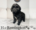 Small #7 Bernedoodle-Poodle (Toy) Mix