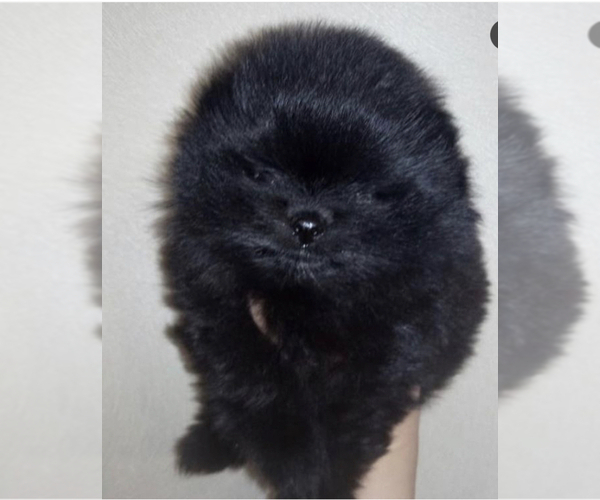 Medium Photo #1 Pomeranian Puppy For Sale in MANHATTAN, NY, USA
