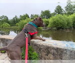 Small #41 American Staffordshire Terrier