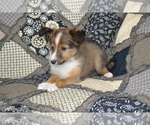 Small Photo #4 Shetland Sheepdog Puppy For Sale in GREENWOOD, WI, USA