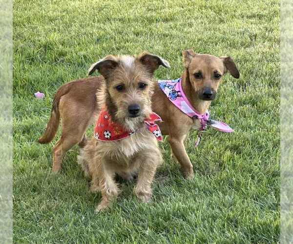 Medium Photo #2 Mutt Puppy For Sale in FRAMINGHAM, MA, USA