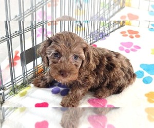 Cockapoo (Toy)-Poodle (Toy) Mix Puppy for sale in ORO VALLEY, AZ, USA