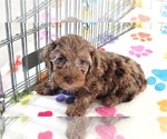 Small Cockapoo (Toy)-Poodle (Toy) Mix