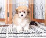 Small Photo #1 Poodle (Miniature) Puppy For Sale in NAPLES, FL, USA