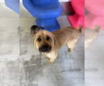 Small #3 Mutt