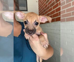 Chihuahua-Unknown Mix Dogs for adoption in Oakhurst, NJ, USA