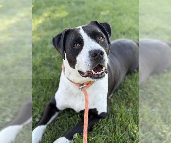 Medium Photo #1 American Pit Bull Terrier Puppy For Sale in West Valley, UT, USA