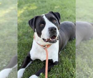 American Pit Bull Terrier Dogs for adoption in West Valley, UT, USA