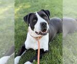 Small American Pit Bull Terrier