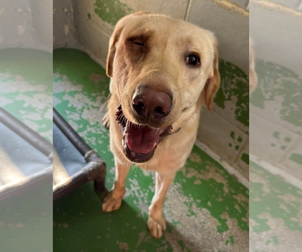 Medium Photo #4 Labrador Retriever-Unknown Mix Puppy For Sale in Rustburg, VA, USA