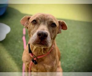 Mutt Dogs for adoption in Orlando, FL, USA