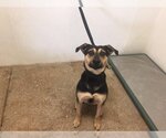 Small German Shepherd Dog Mix