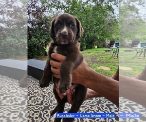 Sheprador Puppy for Sale in ABILENE, Texas USA