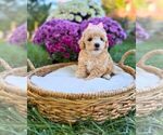 Litter of 3 - Female Havanese-Maltipoo (Miniature) MixLitter of Puppies for Sale - Small photo