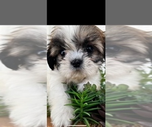 Shih Tzu Puppy for Sale in FORT WORTH, Texas USA