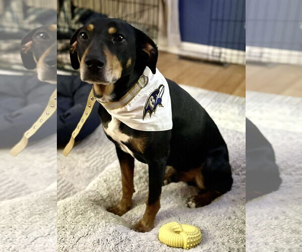 Medium Photo #15 Mutt Puppy For Sale in Mount Laurel, NJ, USA