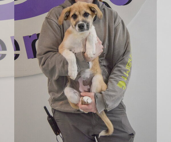 Medium Photo #4 Anatolian Pyrenees Puppy For Sale in Huntley, IL, USA
