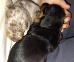 Small Photo #26 Dachshund Puppy For Sale in BON AQUA, TN, USA