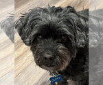Small #2 Shih Tzu Mix