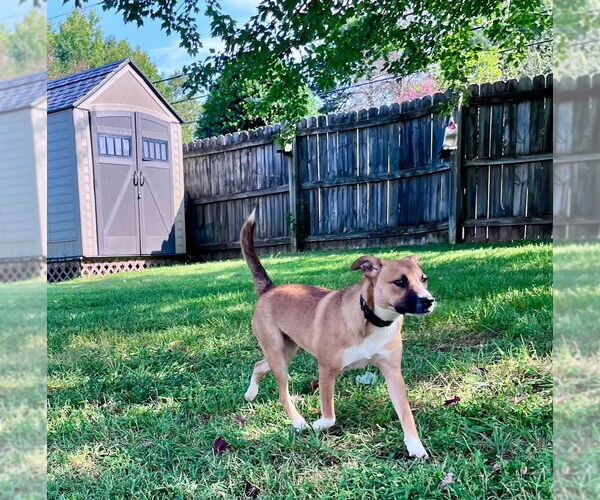 Medium Photo #4 Mutt Puppy For Sale in Thomasville, NC, USA