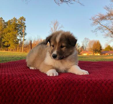 Medium Photo #1 Collie Puppy For Sale in CENTERTOWN, TN, USA