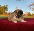 Small Photo #1 Collie Puppy For Sale in CENTERTOWN, TN, USA