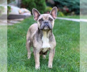 Mother of the French Bulldog puppies born on 06/18/2025