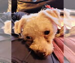 Small #2 Maltese Mix