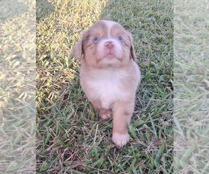 Miniature Australian Shepherd Puppy for sale in PRINCETON, NC, USA