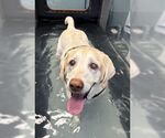 Small #2 Labrador Retriever