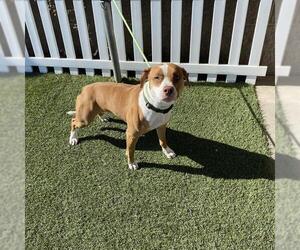 Mutt Dogs for adoption in Modesto, CA, USA