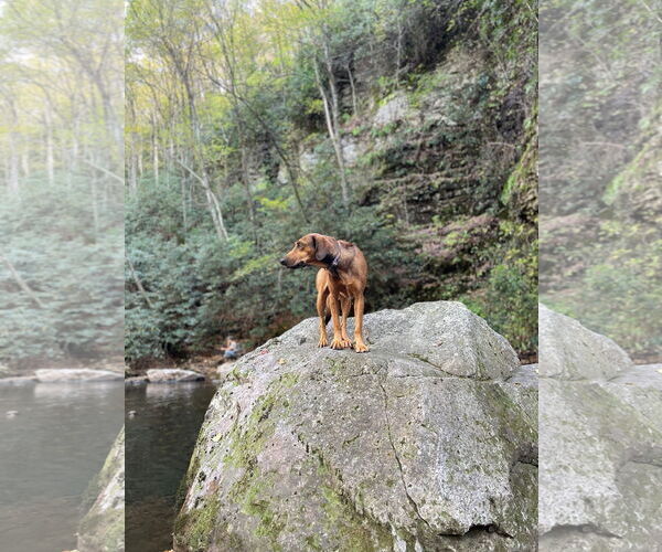 Medium Photo #3 Coonhound-Labrador Retriever Mix Puppy For Sale in Mouth Of Wilson, VA, USA