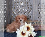 Small #1 Shih-Poo