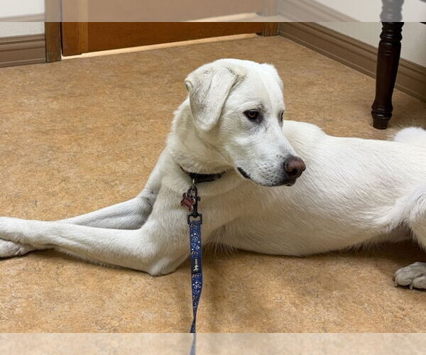 Medium Photo #3 Great Pyrenees-Unknown Mix Puppy For Sale in Hamilton, MT, USA