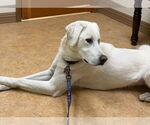 Small #2 Great Pyrenees Mix