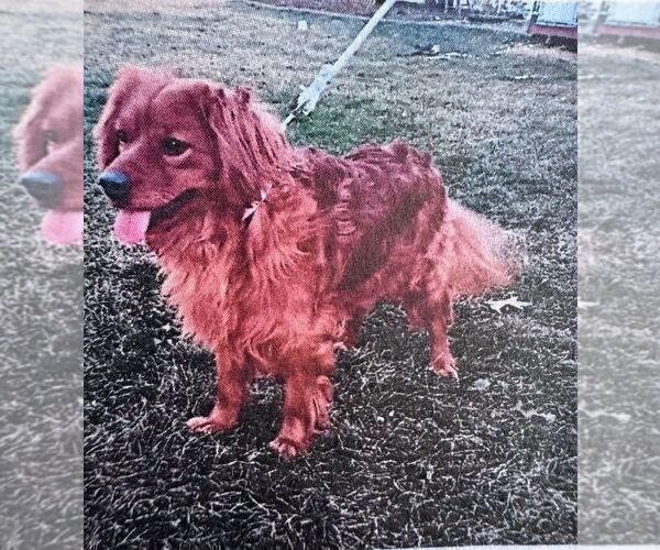 Medium Photo #1 Golden Retriever Puppy For Sale in LITITZ, PA, USA