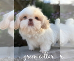 Small #1 Shih Tzu