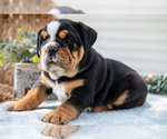 Puppy Eva Beabull-English Bulldog Mix