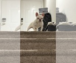 Small #4 French Bulldog